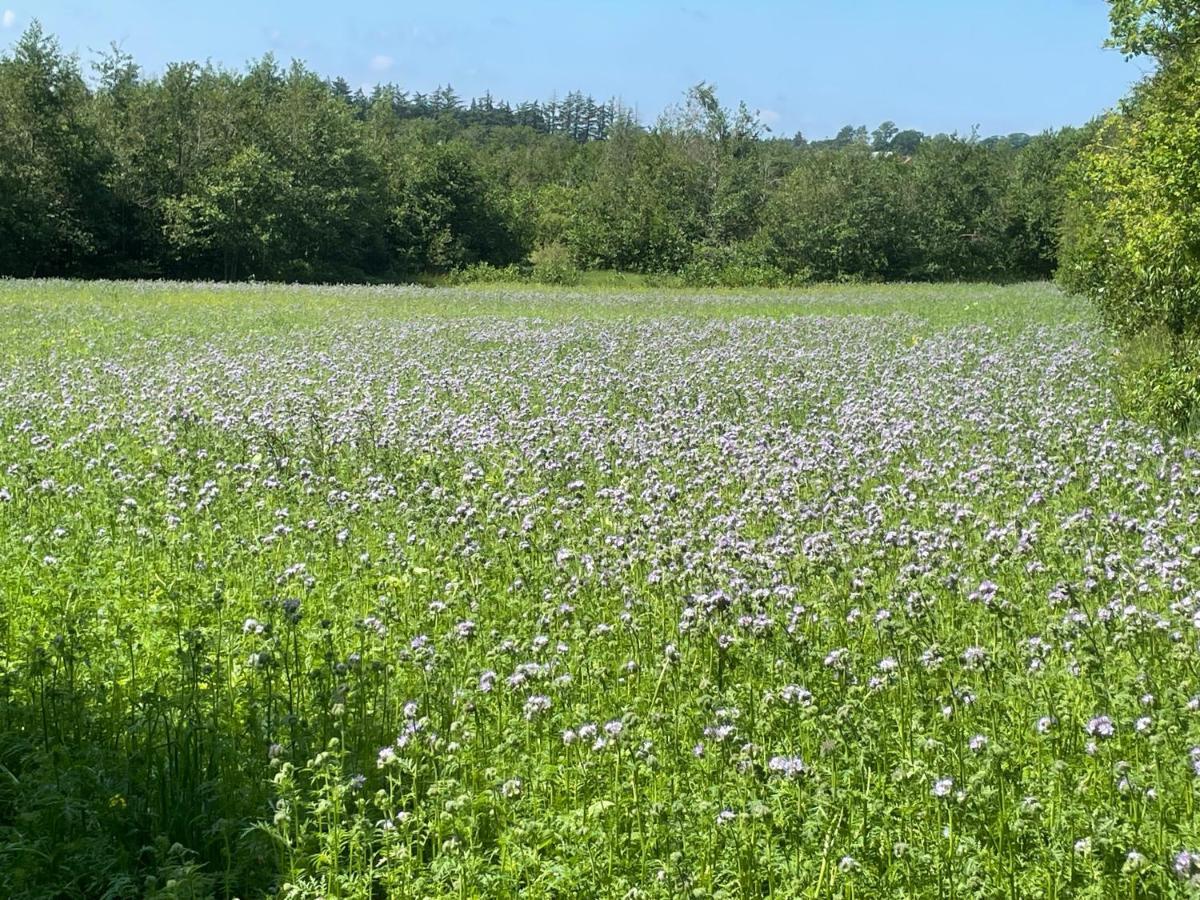 Korsholt-Natur B-B Sindal Extérieur photo